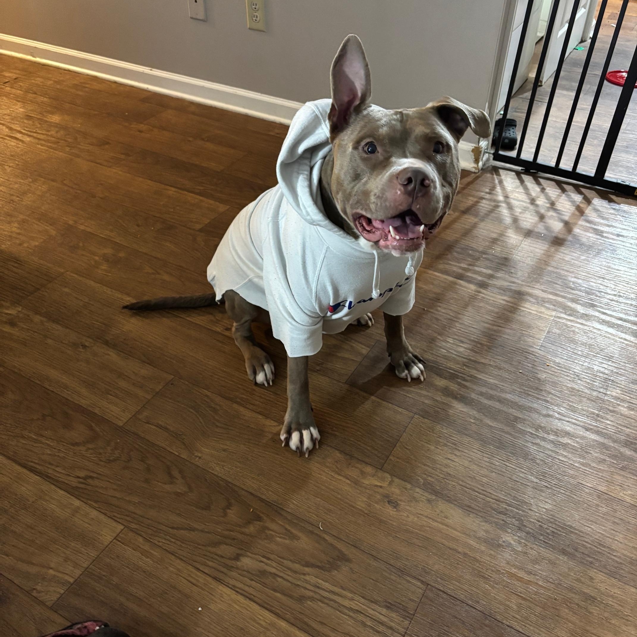 Drake (Courtesy Post), Adoptable, Adult Male Pit Bull Terrier.