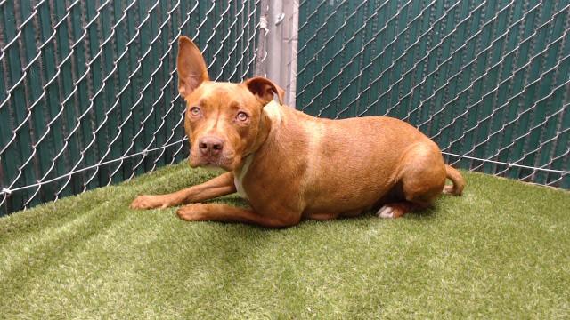 Enlarge BRIANA, a Adoptable Pit Bull Terrier in Downey, CA image 1/1