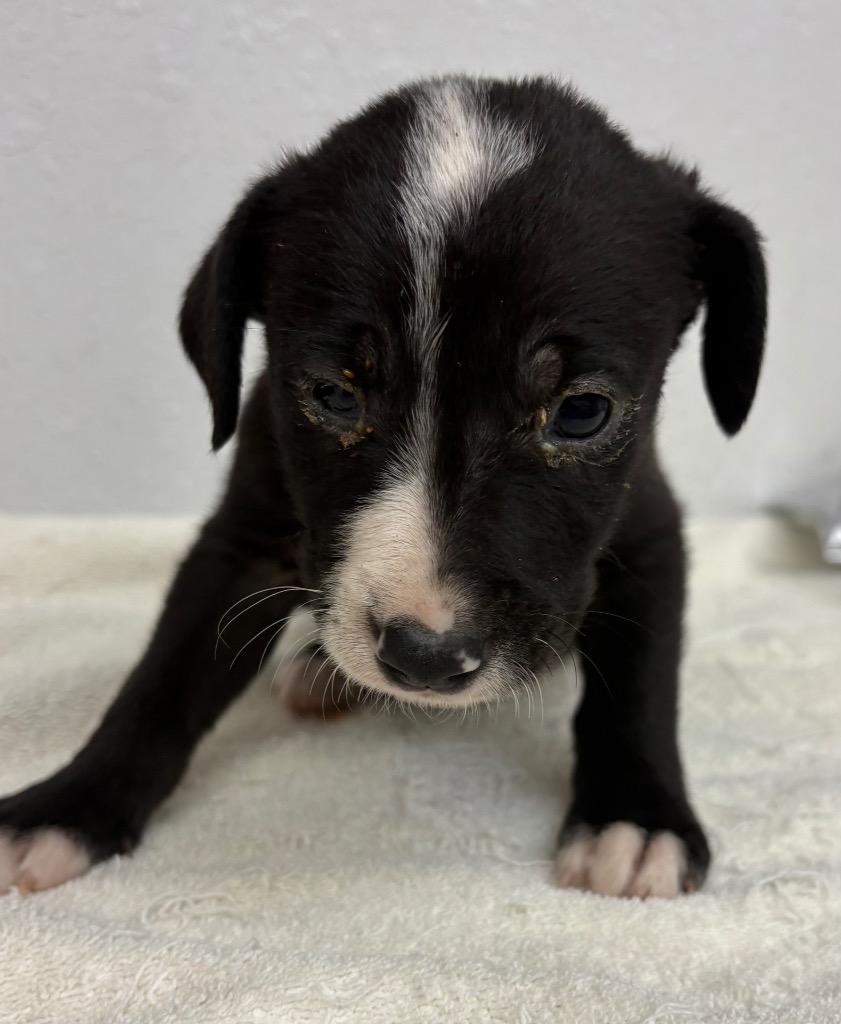 Dr Robby, Adoptable, Puppy Male Mixed Breed.