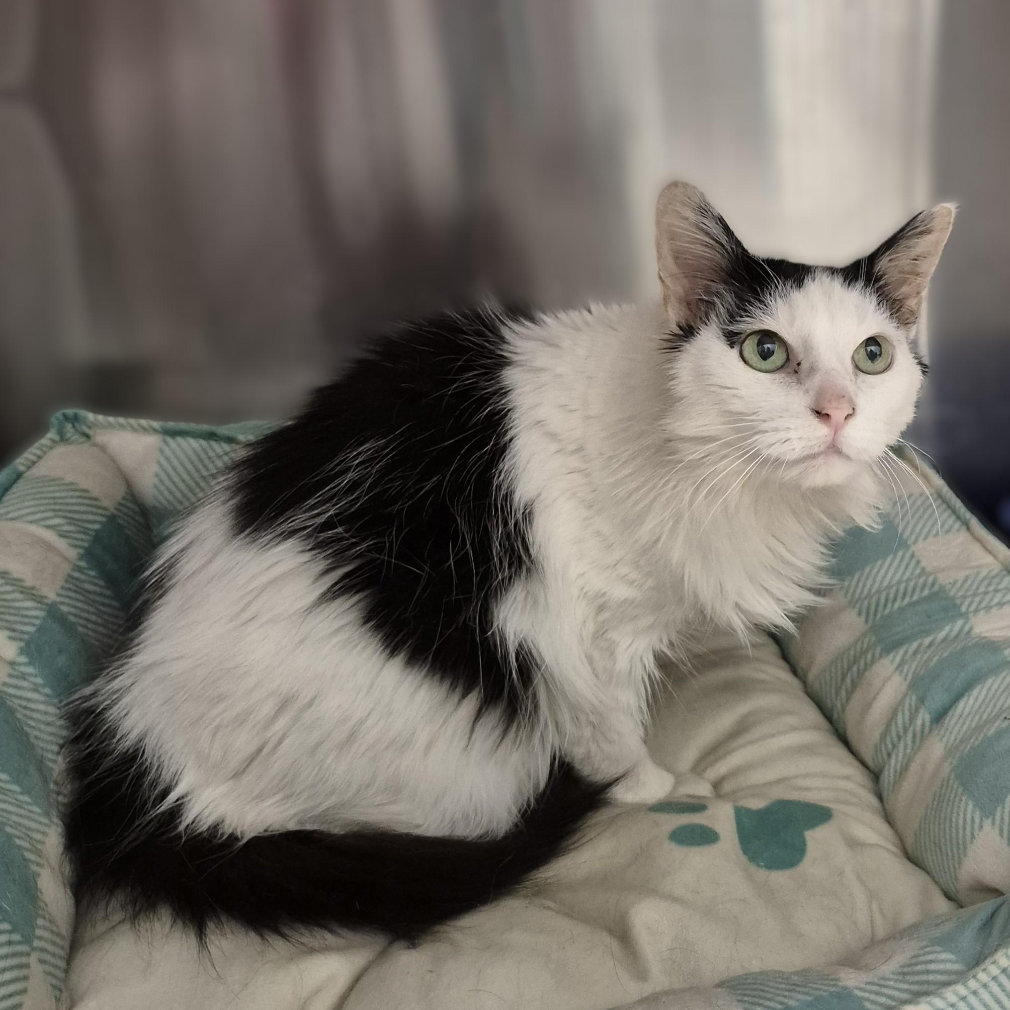 Doris, Adoptable, Senior Female Domestic Long Hair.