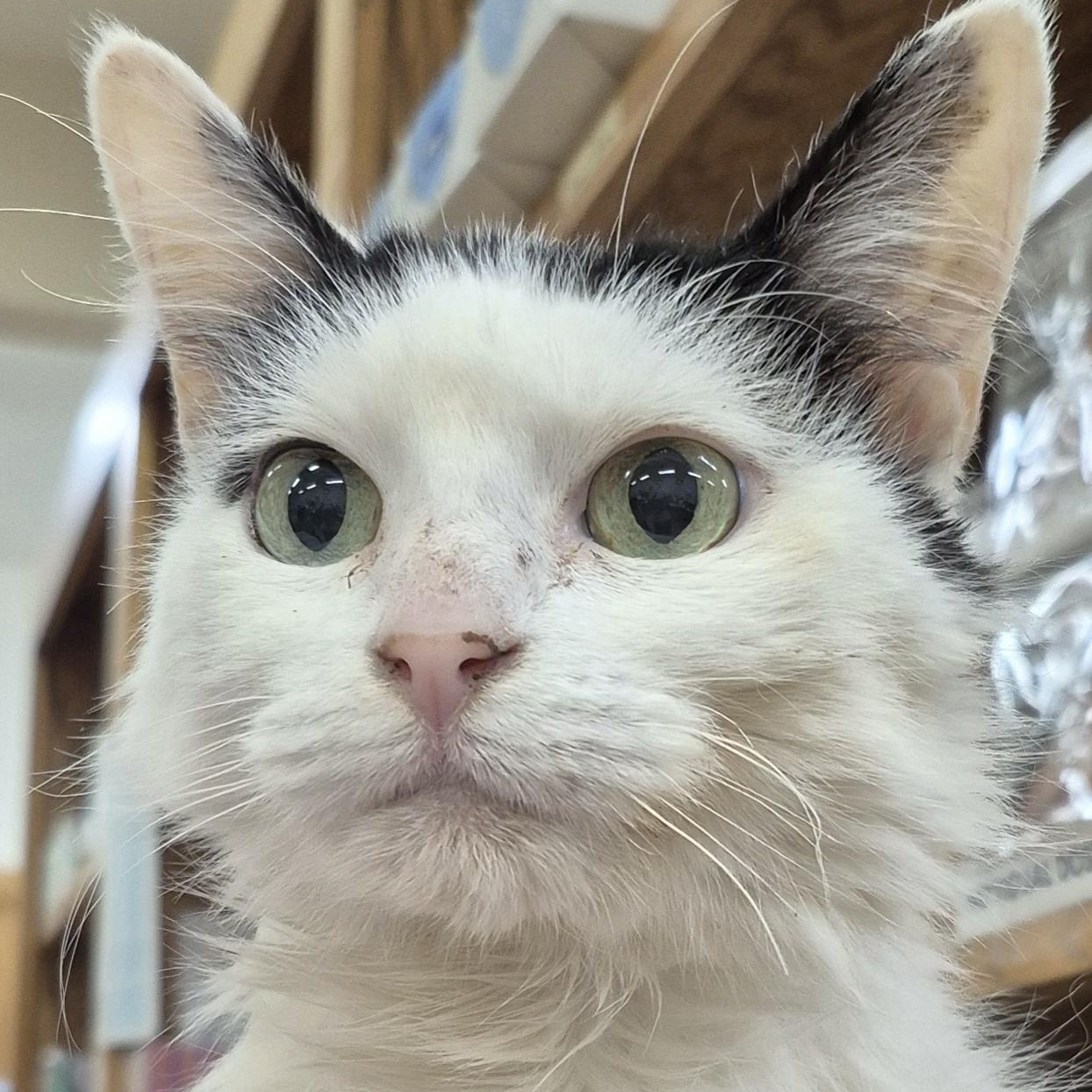 Enlarge Doris, a Adoptable Domestic Long Hair in Alpharetta, GA image 4/5