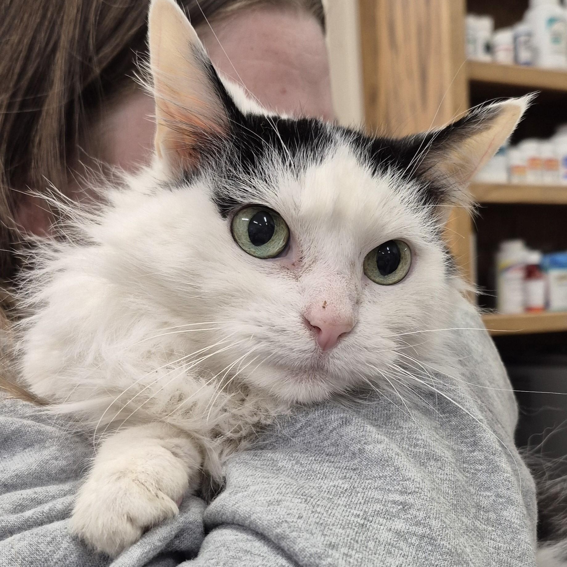 Doris ~~ VISIT ME AT CRABAPPLE KNOLL, an adoptable Domestic Long Hair in Alpharetta, GA image 6/6