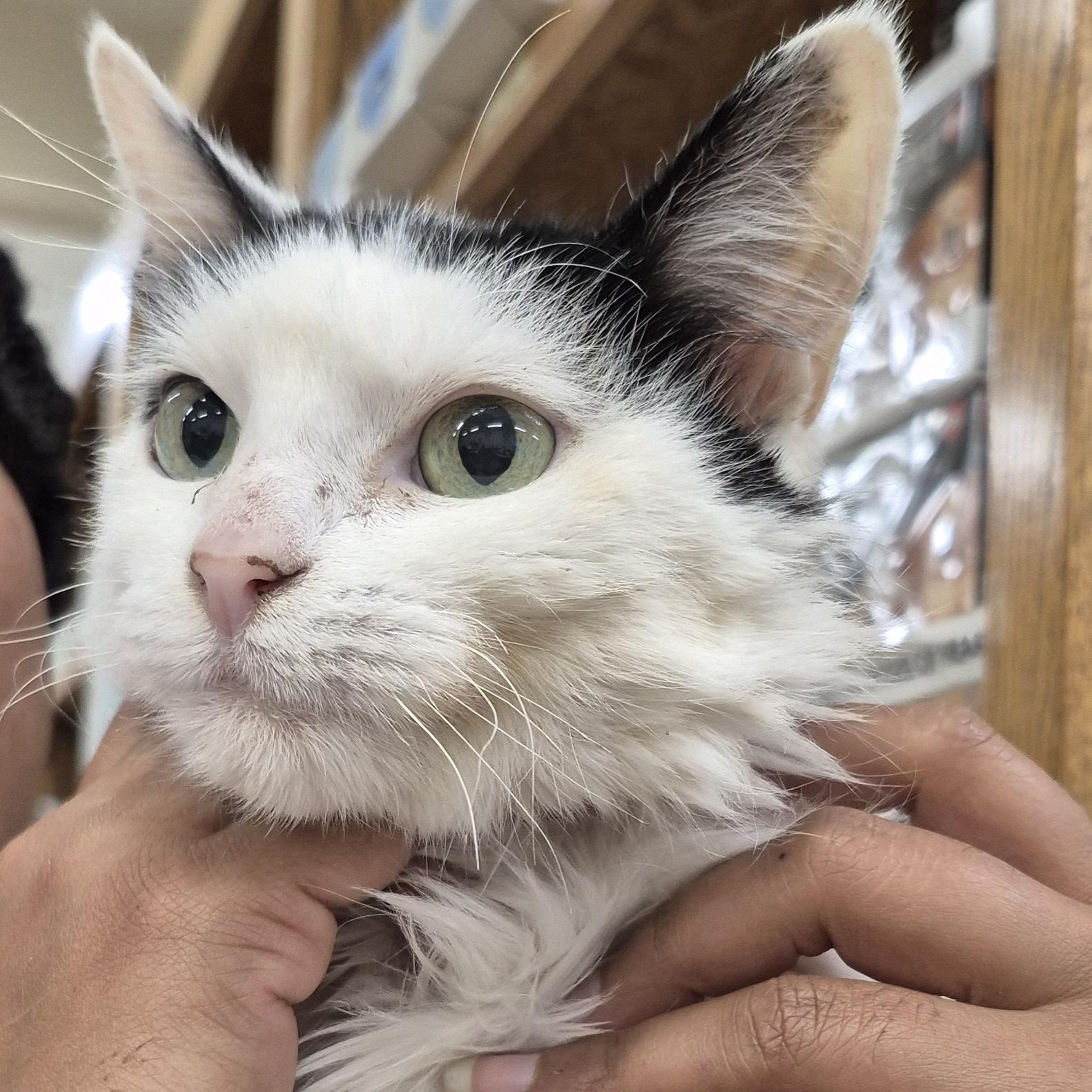 Enlarge Doris, a Adoptable Domestic Long Hair in Alpharetta, GA image 3/5