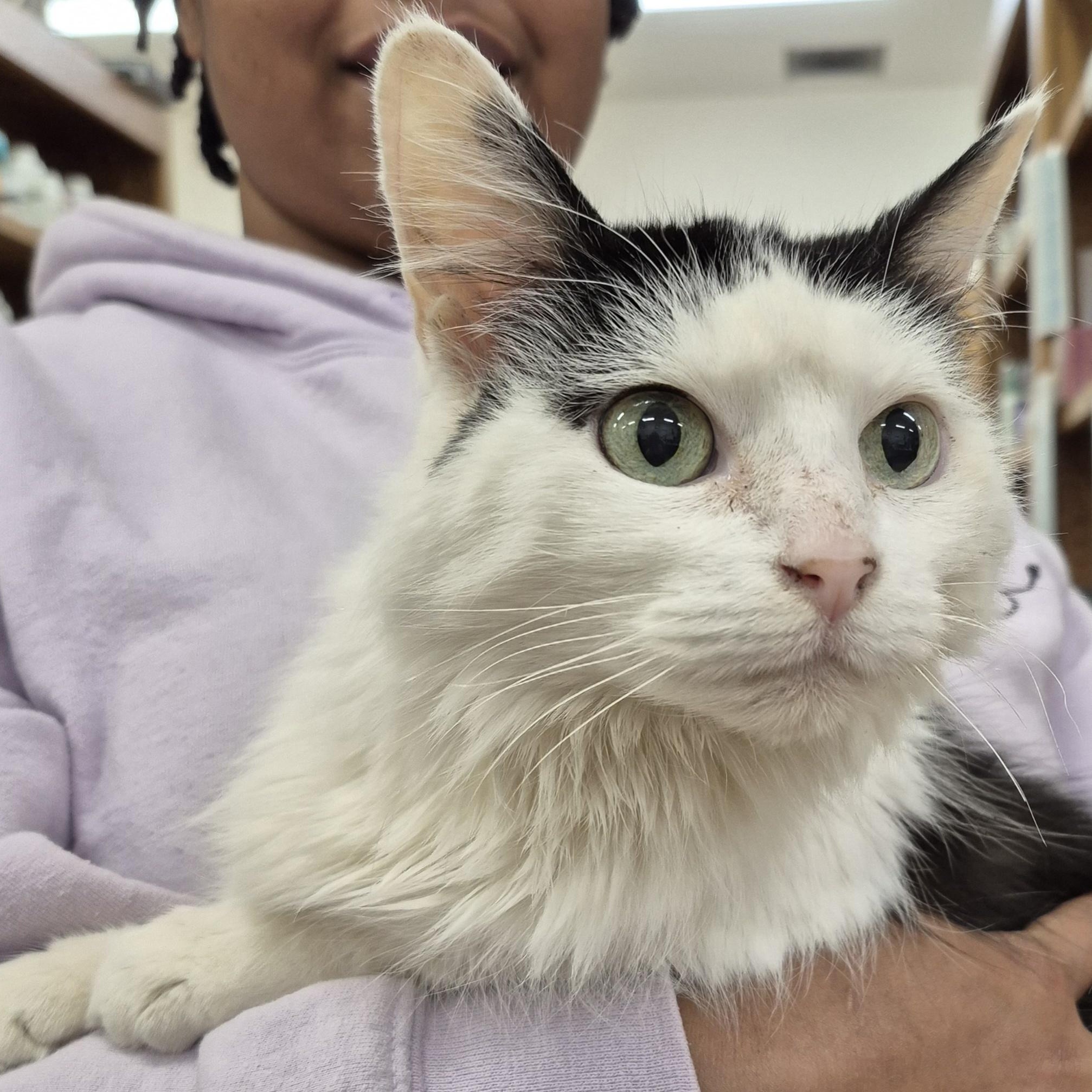 Enlarge Doris, a Adoptable Domestic Long Hair in Alpharetta, GA image 1/5