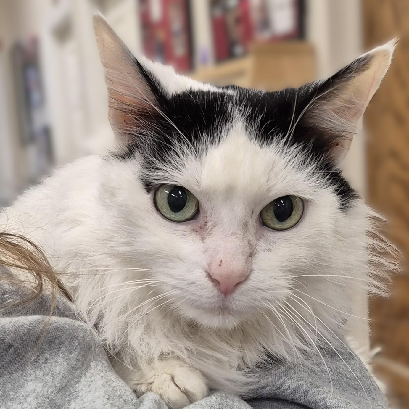 Doris ~~ VISIT ME AT CRABAPPLE KNOLL, an adoptable Domestic Long Hair in Alpharetta, GA image 1/6