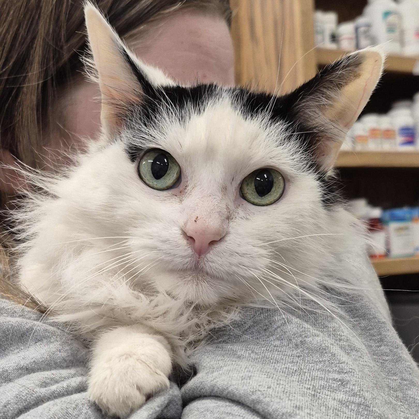 Doris ~~ VISIT ME AT CRABAPPLE KNOLL, adoptable, Senior Female Domestic Long Hair.