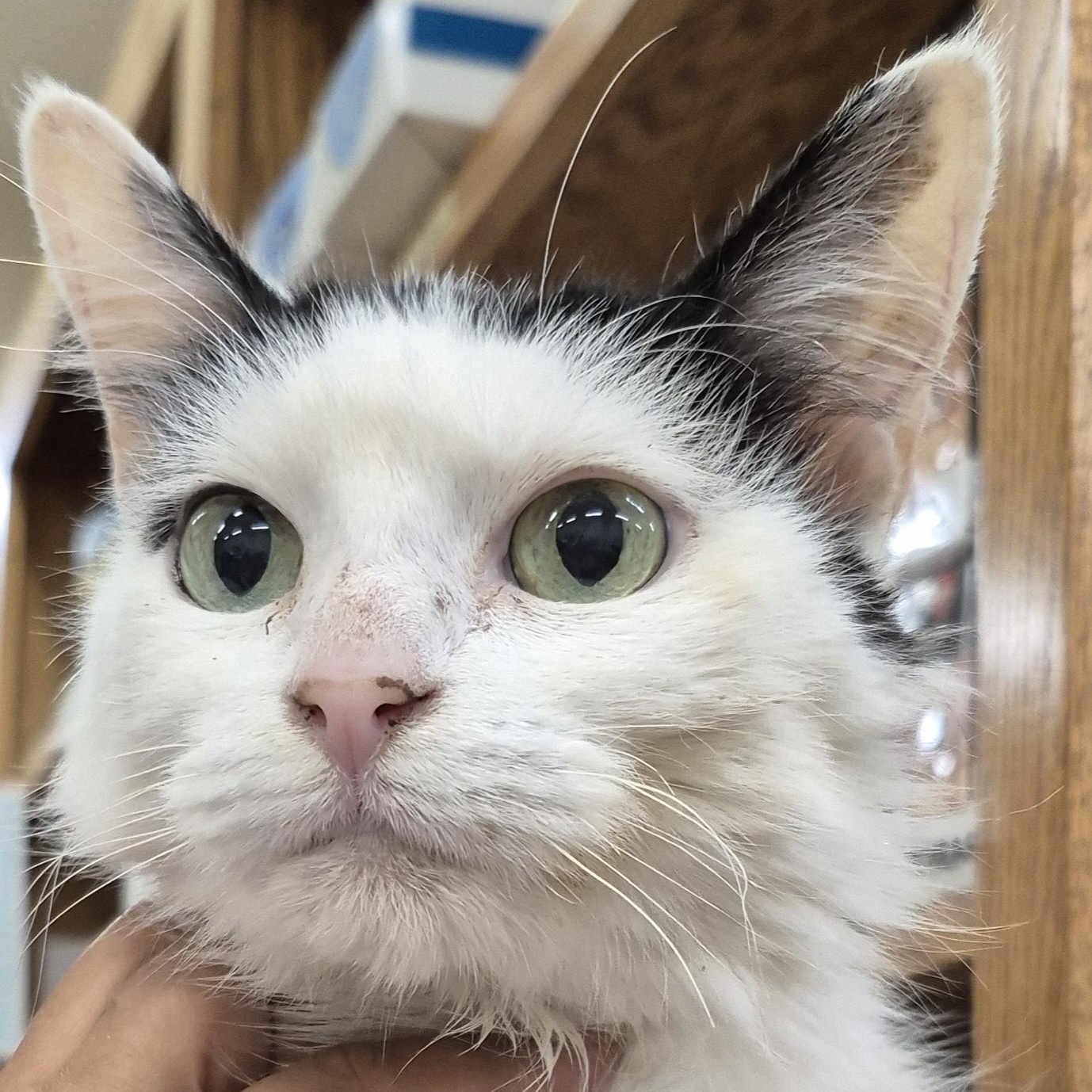 Enlarge Doris, a Adoptable Domestic Long Hair in Alpharetta, GA image 5/5