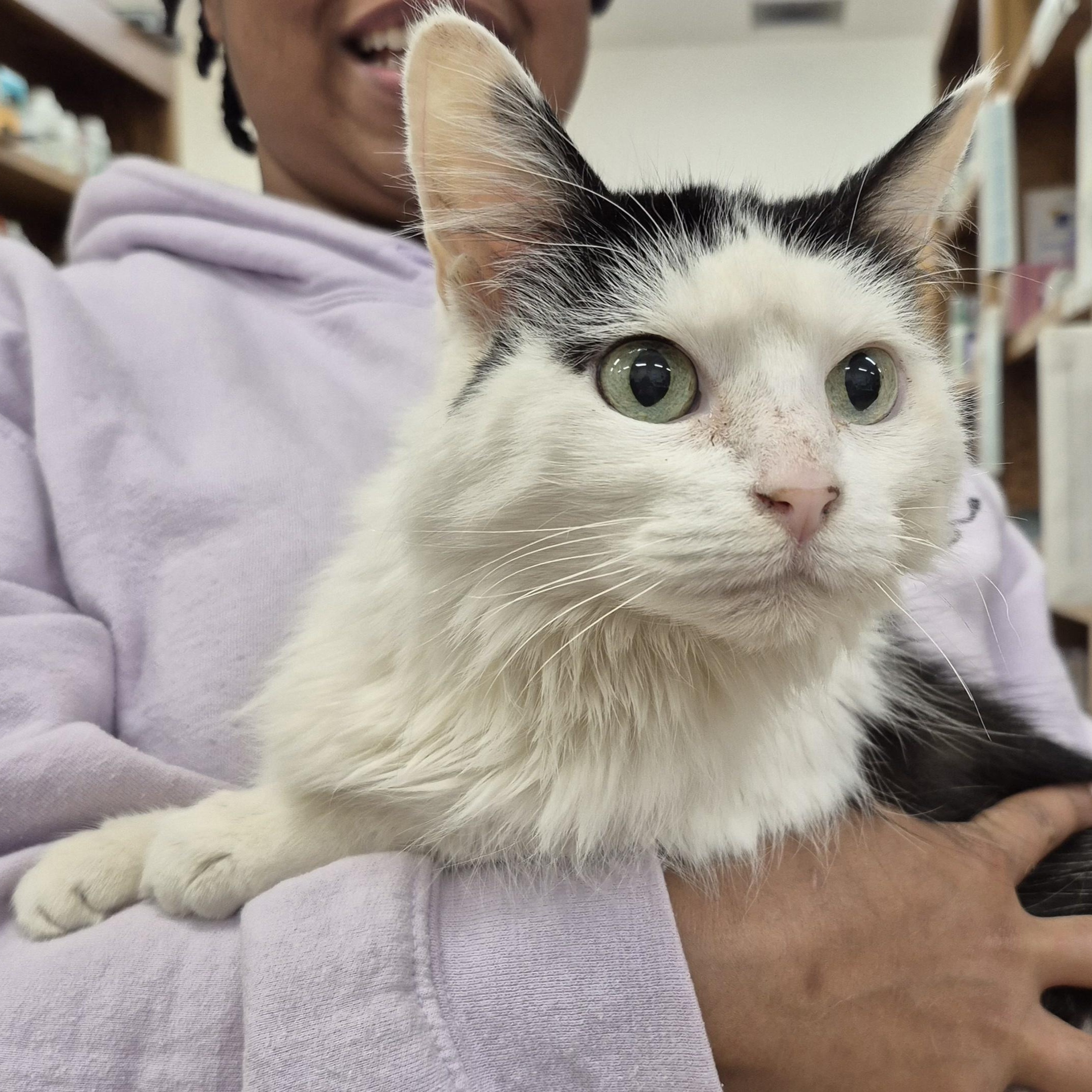 Enlarge Doris, a Adoptable Domestic Long Hair in Alpharetta, GA image 2/5