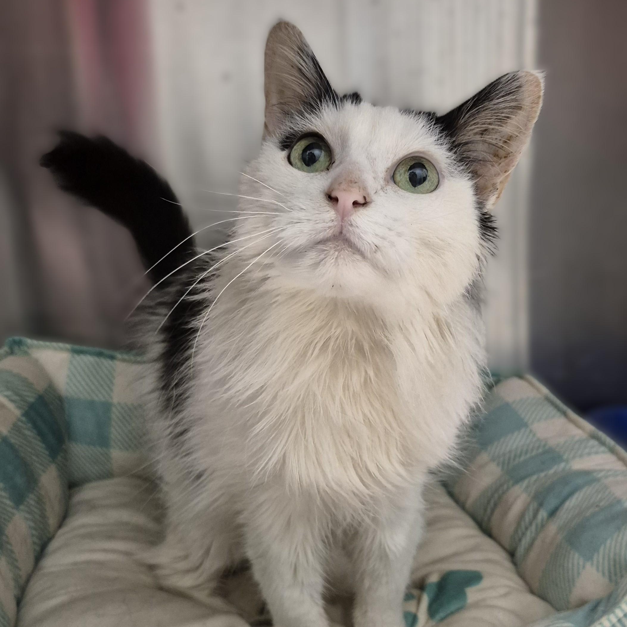 Doris ~~ VISIT ME AT CRABAPPLE KNOLL, an adoptable Domestic Long Hair in Alpharetta, GA image 4/6