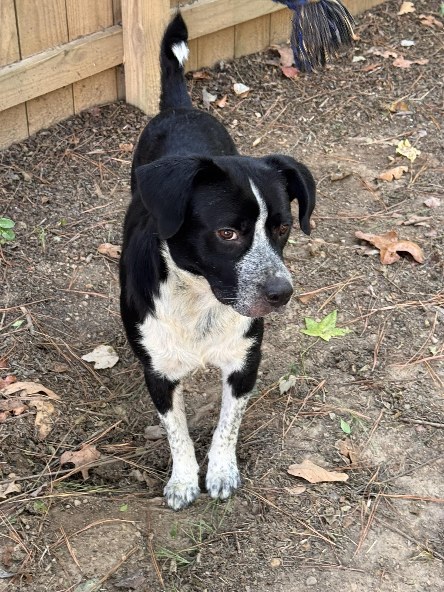 Enlarge Patch, a Adoptable mixed breed in Johnston, RI image 3/6