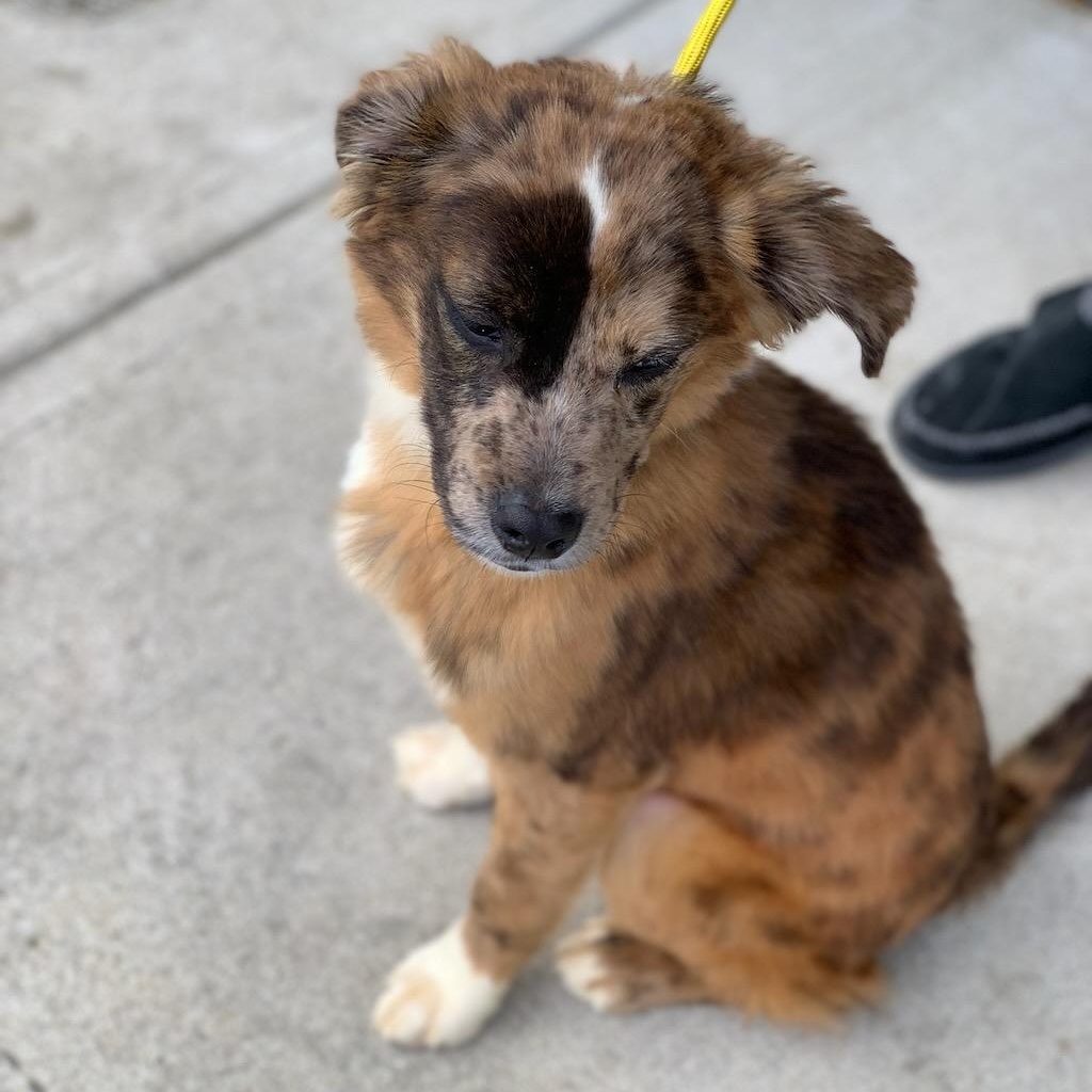 Enlarge Colby, a ADOPTABLE mixed breed in Sparta, NJ image 4/6