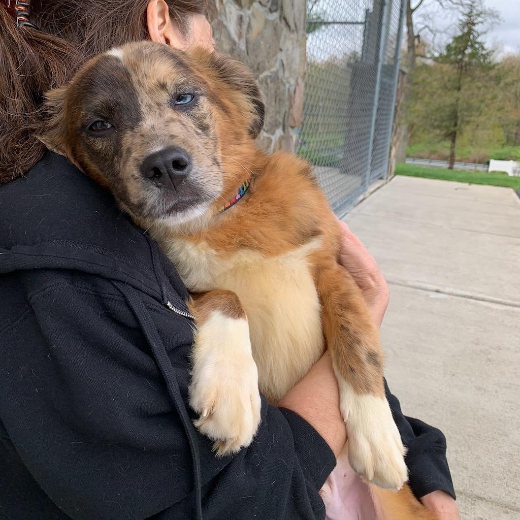 Enlarge Colby, a ADOPTABLE mixed breed in Sparta, NJ image 2/6