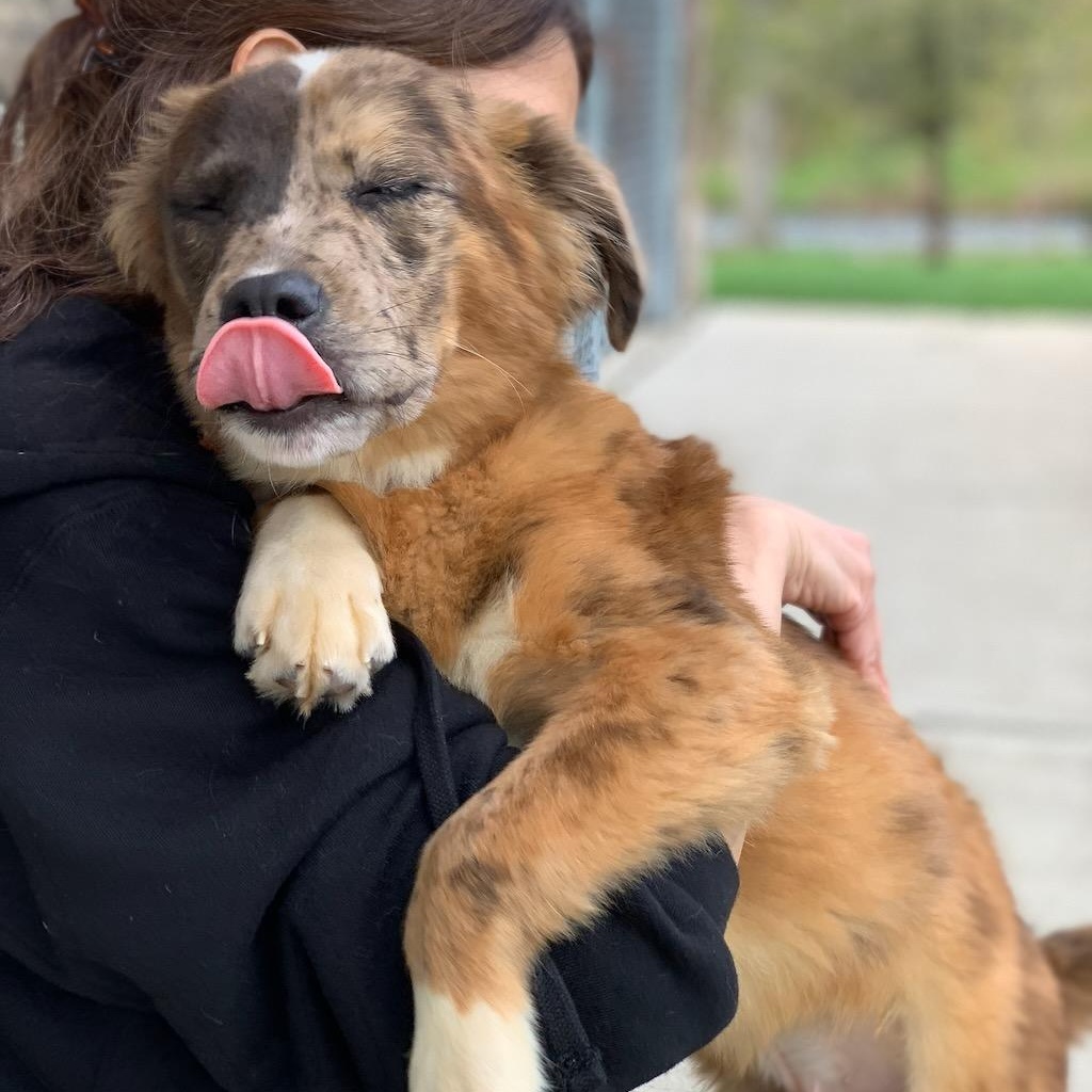 Enlarge Colby, a ADOPTABLE mixed breed in Sparta, NJ image 5/6