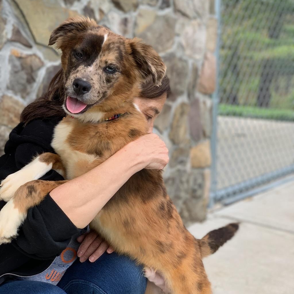 Enlarge Colby, a ADOPTABLE mixed breed in Sparta, NJ image 1/6