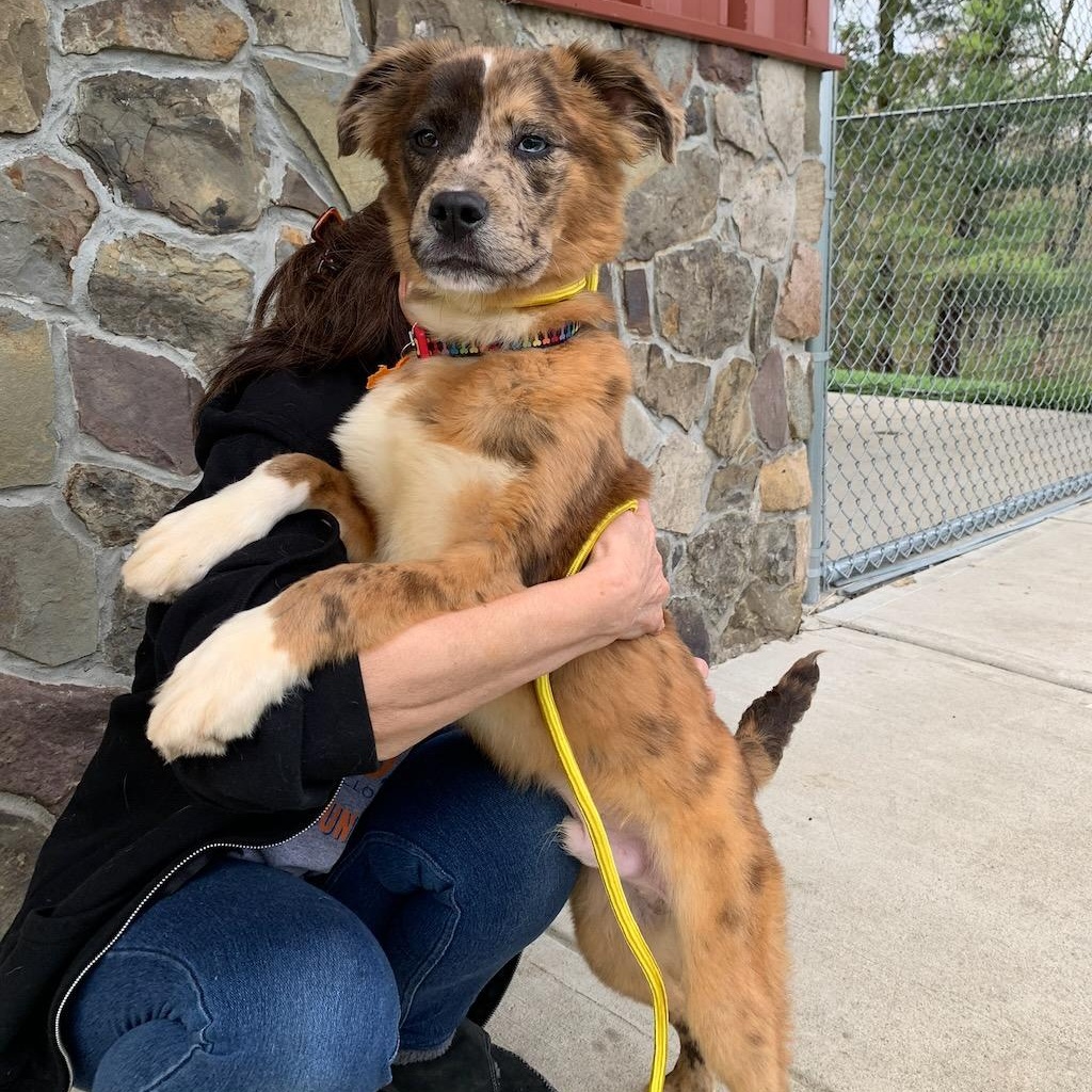 Enlarge Colby, a ADOPTABLE mixed breed in Sparta, NJ image 6/6