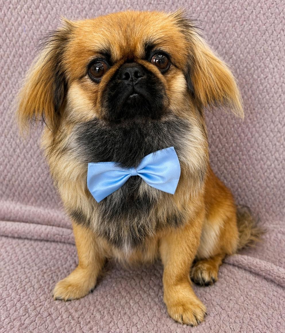 Kenji, a ADOPTABLE Pekingese in Lodi, CA image 5/5