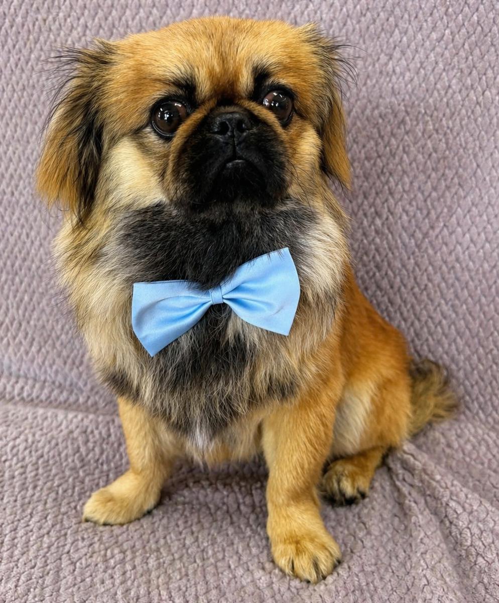 Kenji, a ADOPTABLE Pekingese in Lodi, CA image 3/5