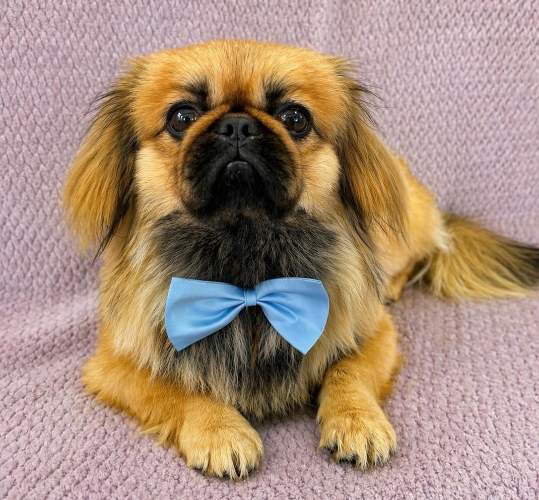 Kenji, a ADOPTABLE Pekingese in Lodi, CA image 4/5