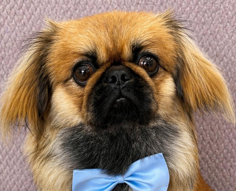 Kenji, a ADOPTABLE Pekingese in Lodi, CA image 2/5