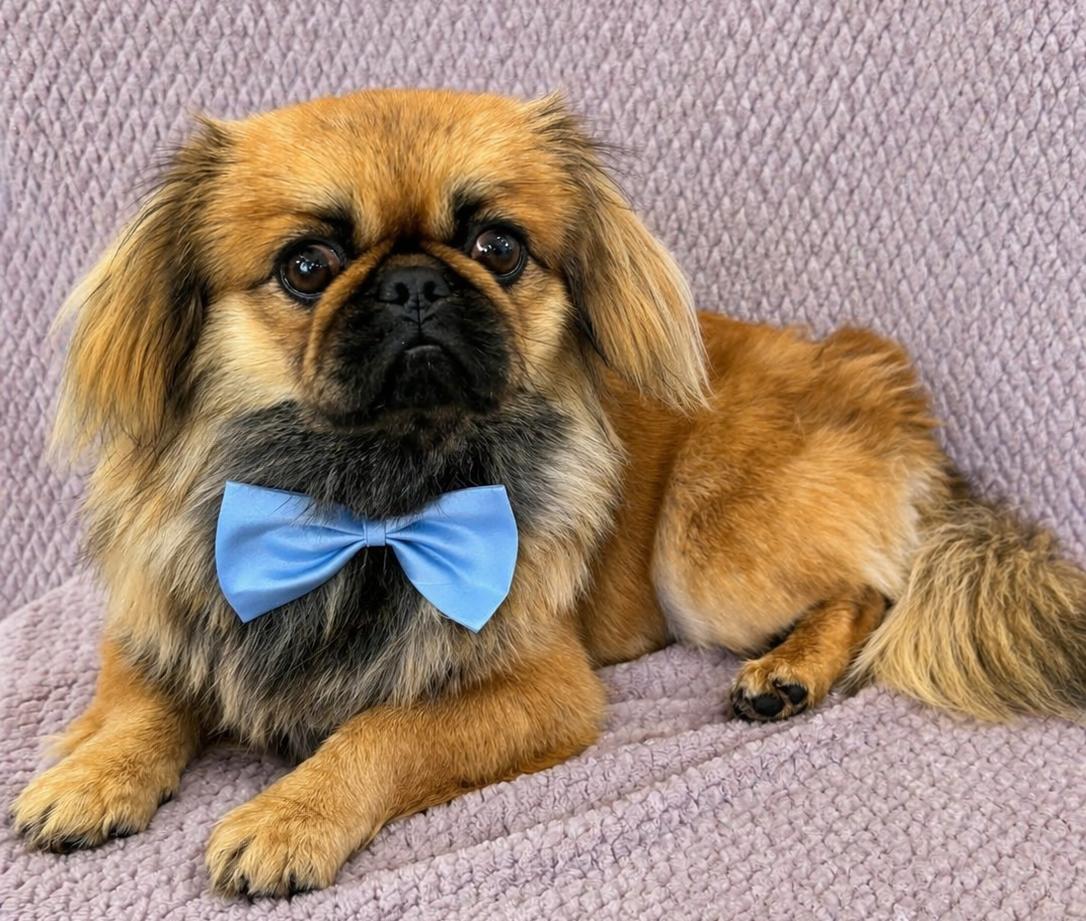 Kenji, a ADOPTABLE Pekingese in Lodi, CA image 1/5