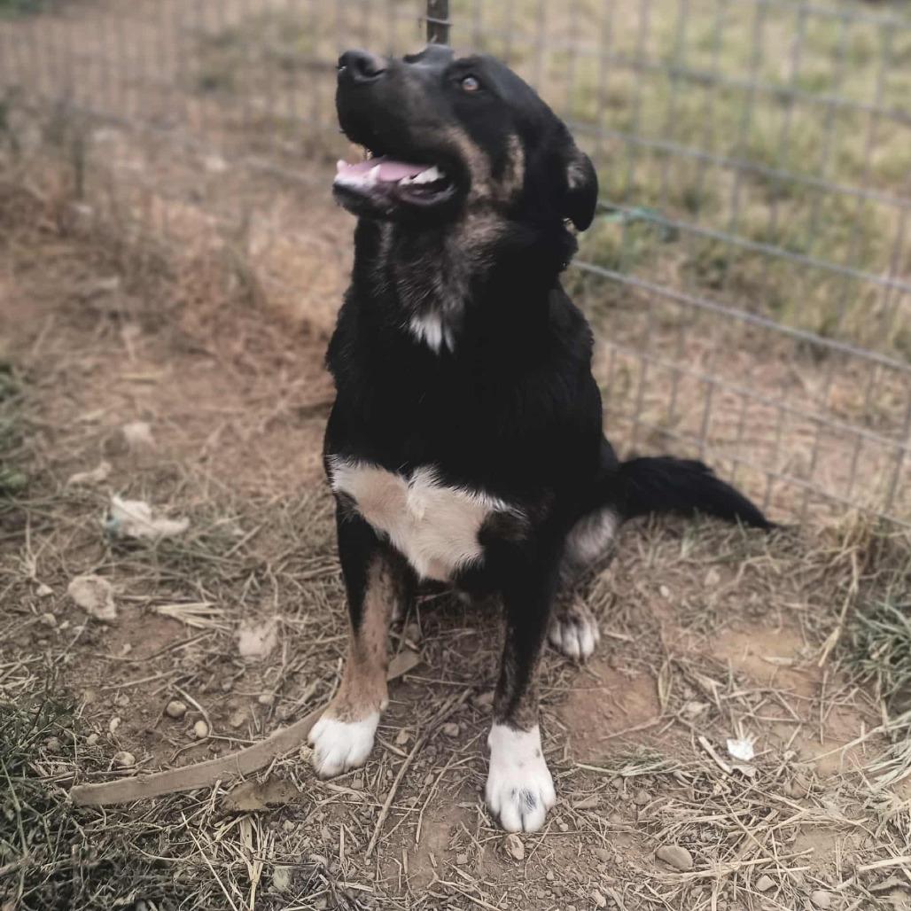 ARCHIE, Adoptable, Adult Male Labrador Retriever & Rottweiler.