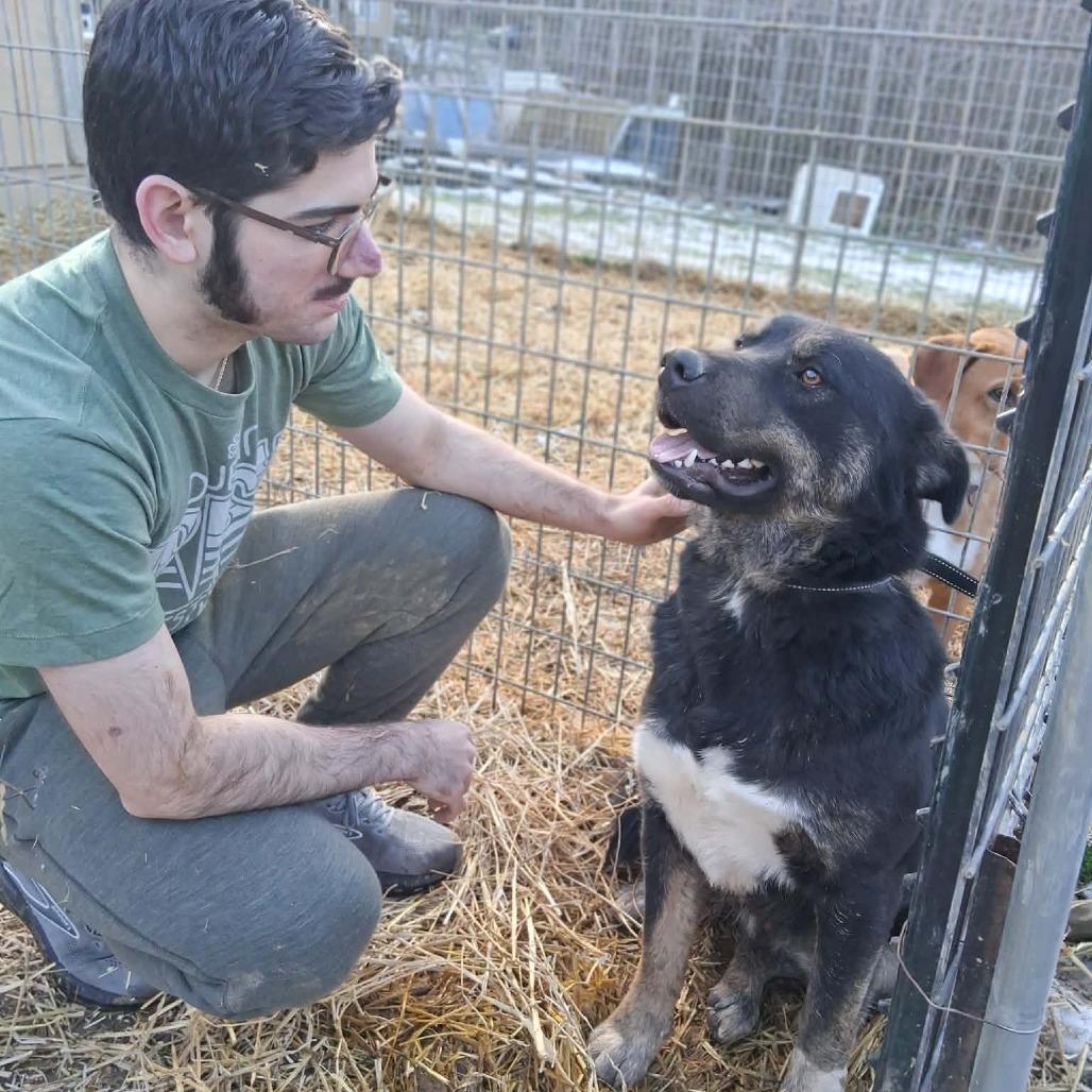 Enlarge ARCHIE, a Adoptable mixed breed in Lancaster, OH image 2/5