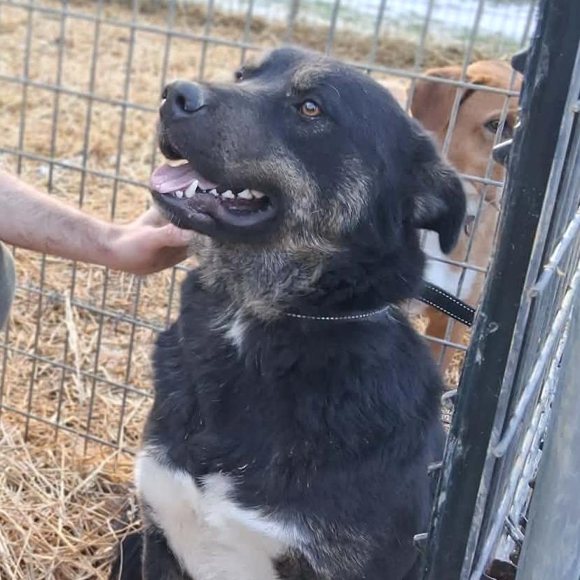 Enlarge ARCHIE, a Adoptable mixed breed in Lancaster, OH image 4/5