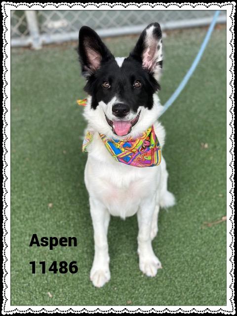 ASPEN