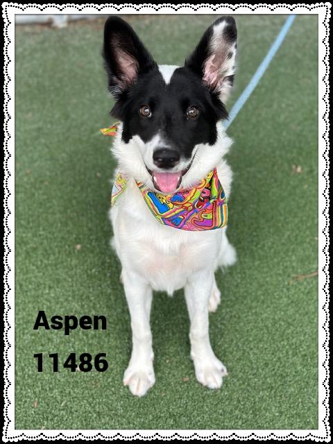 ASPEN