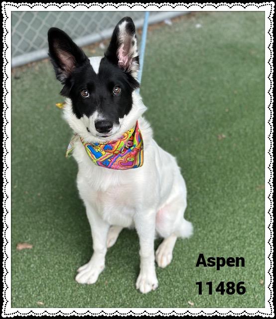 ASPEN