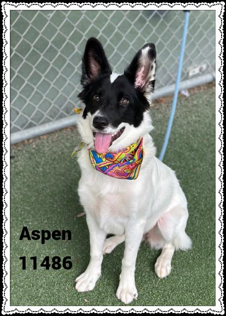 ASPEN