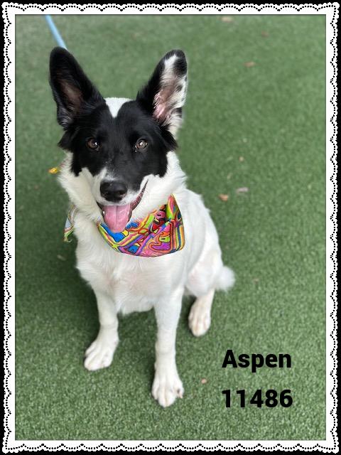 ASPEN