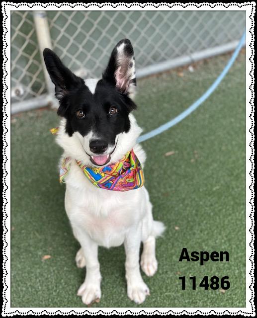 ASPEN