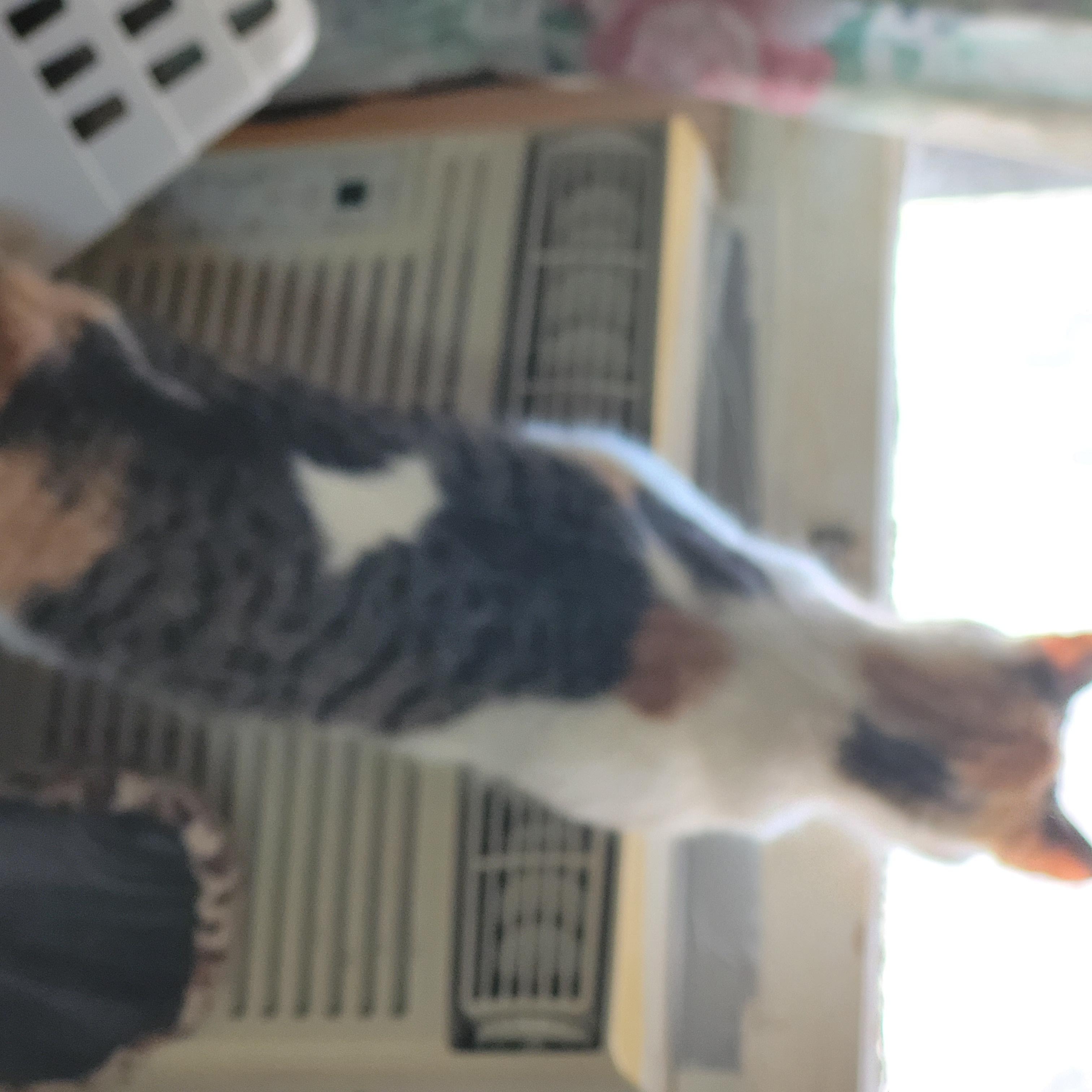 Tanny, a Adoptable mixed breed in Livonia, MI image 3/5