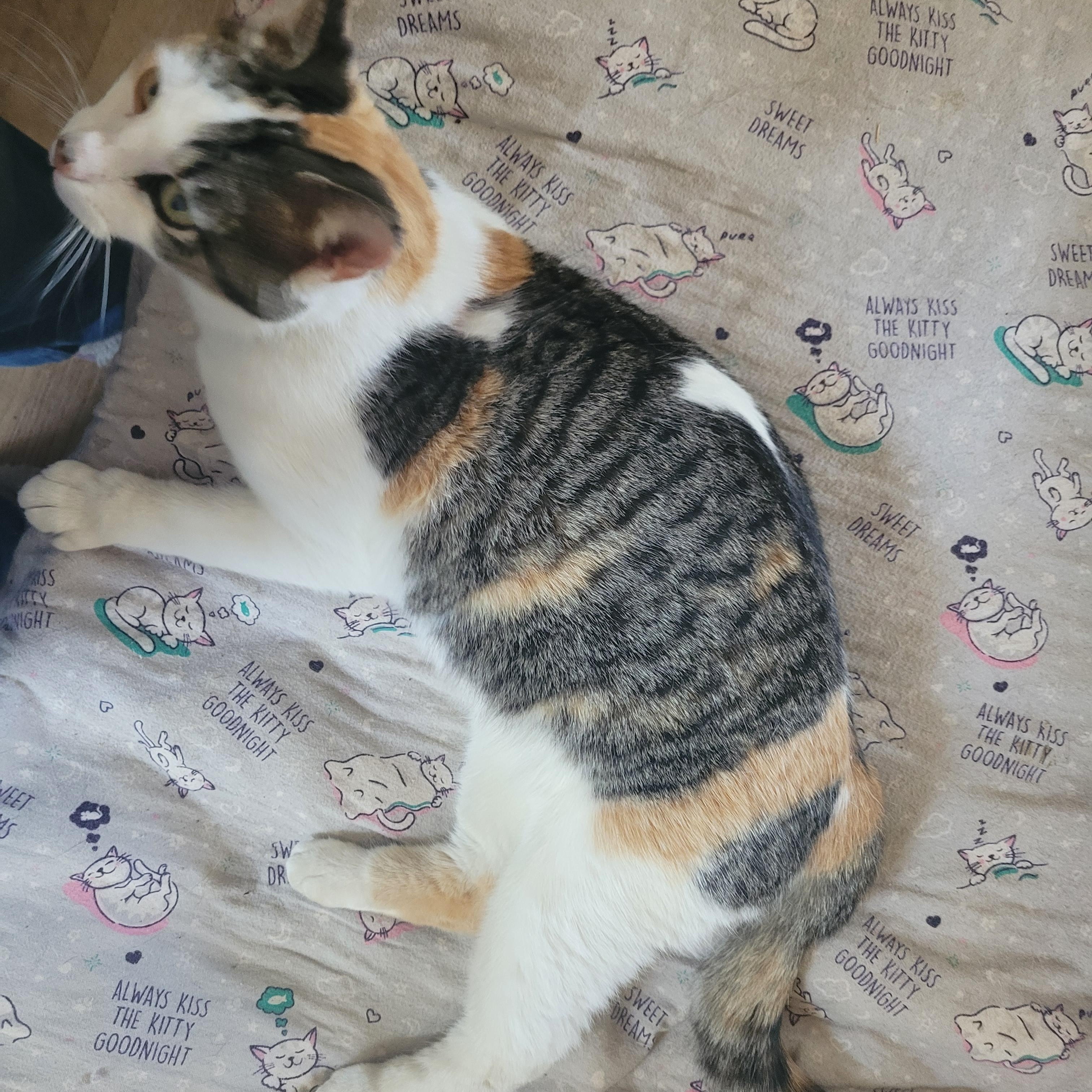 Tanny, a Adoptable mixed breed in Livonia, MI image 2/5