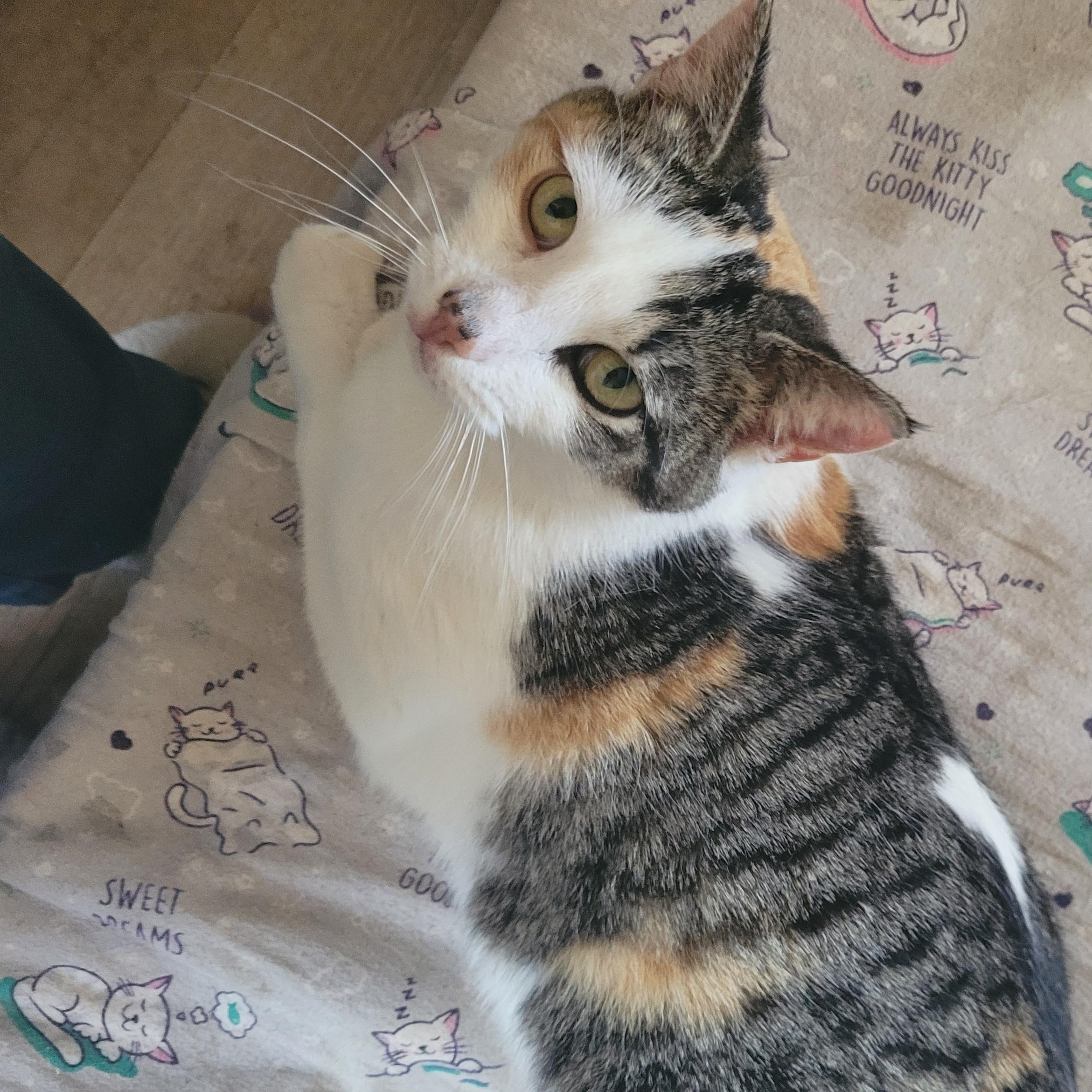 Tanny, a Adoptable mixed breed in Livonia, MI image 1/5