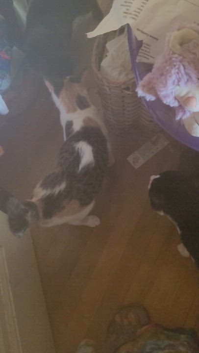 Enlarge Tanny, a Adoptable mixed breed in Livonia, MI video 4/5