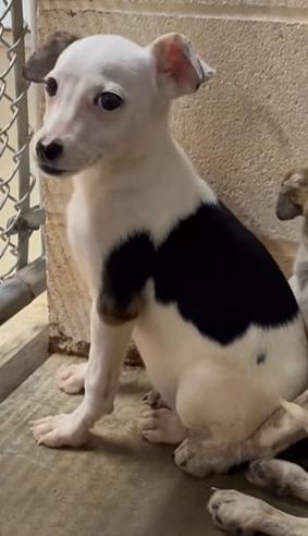 Enlarge Flo Rida, a ADOPTABLE mixed breed in Munfordville, KY image 2/2