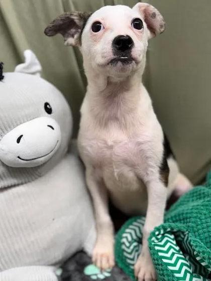 Enlarge Flo Rida, a ADOPTABLE mixed breed in Munfordville, KY image 1/2
