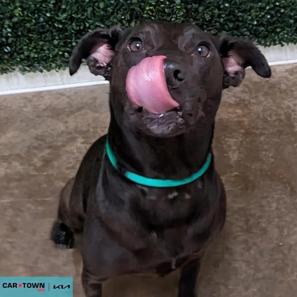 Enlarge Hattie, a Adoptable mixed breed in Lexington, KY image 1/1