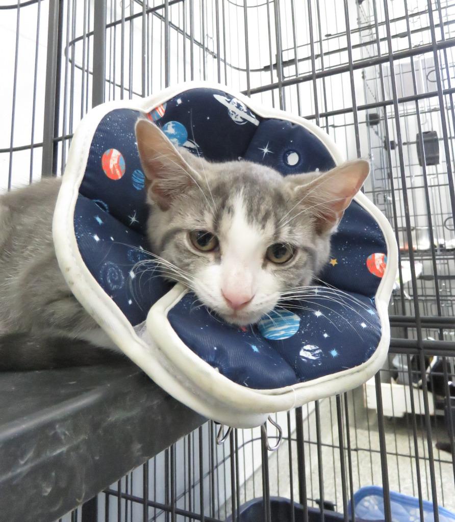 Enlarge Lace, a Adoptable American Shorthair in Van Wert, OH image 1/2