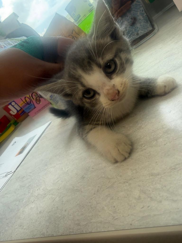 Enlarge Lace, a Adoptable American Shorthair in Van Wert, OH image 2/2