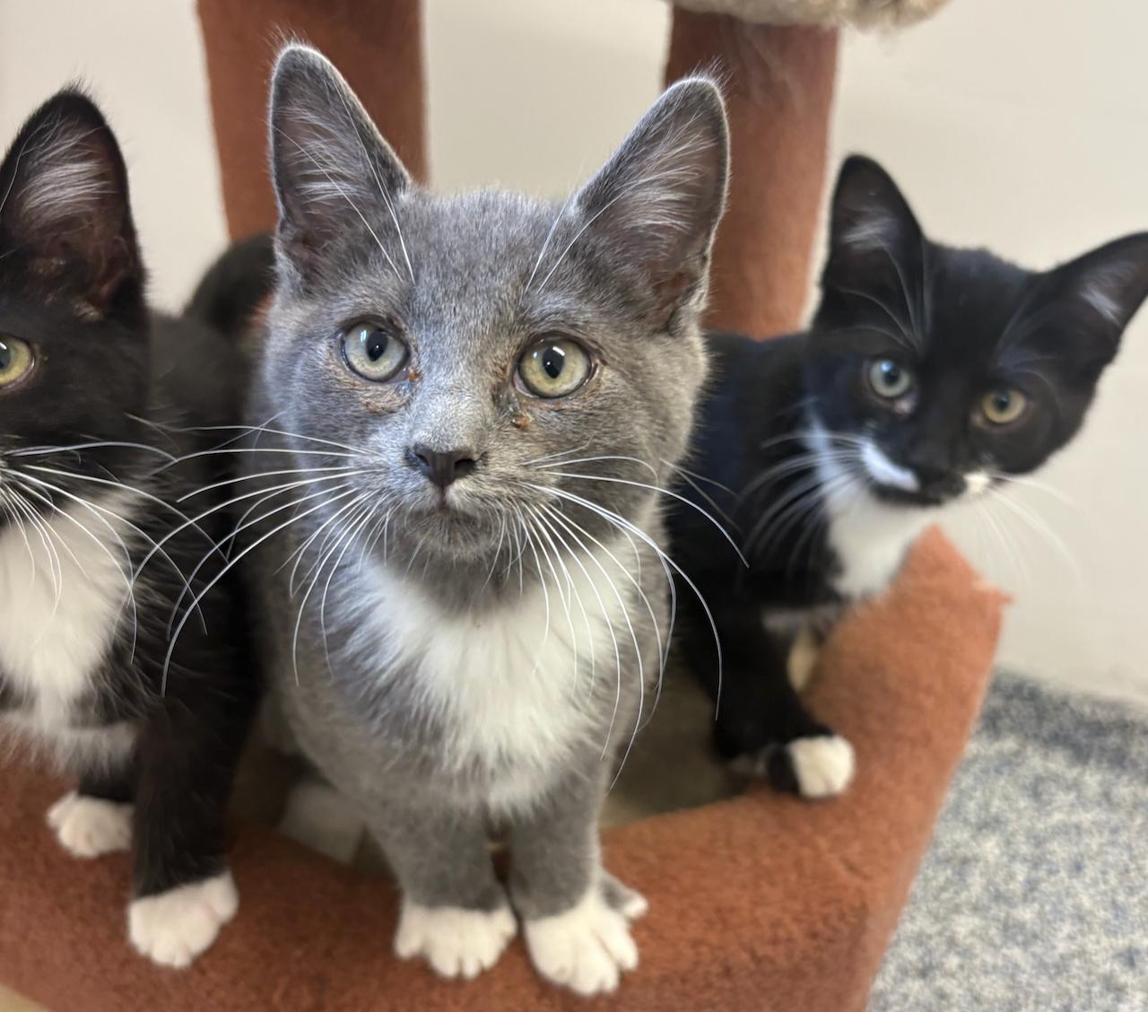 Sander, an adoptable Domestic Short Hair in St Stephen, NB, E3L 2X2 | Photo Image 1