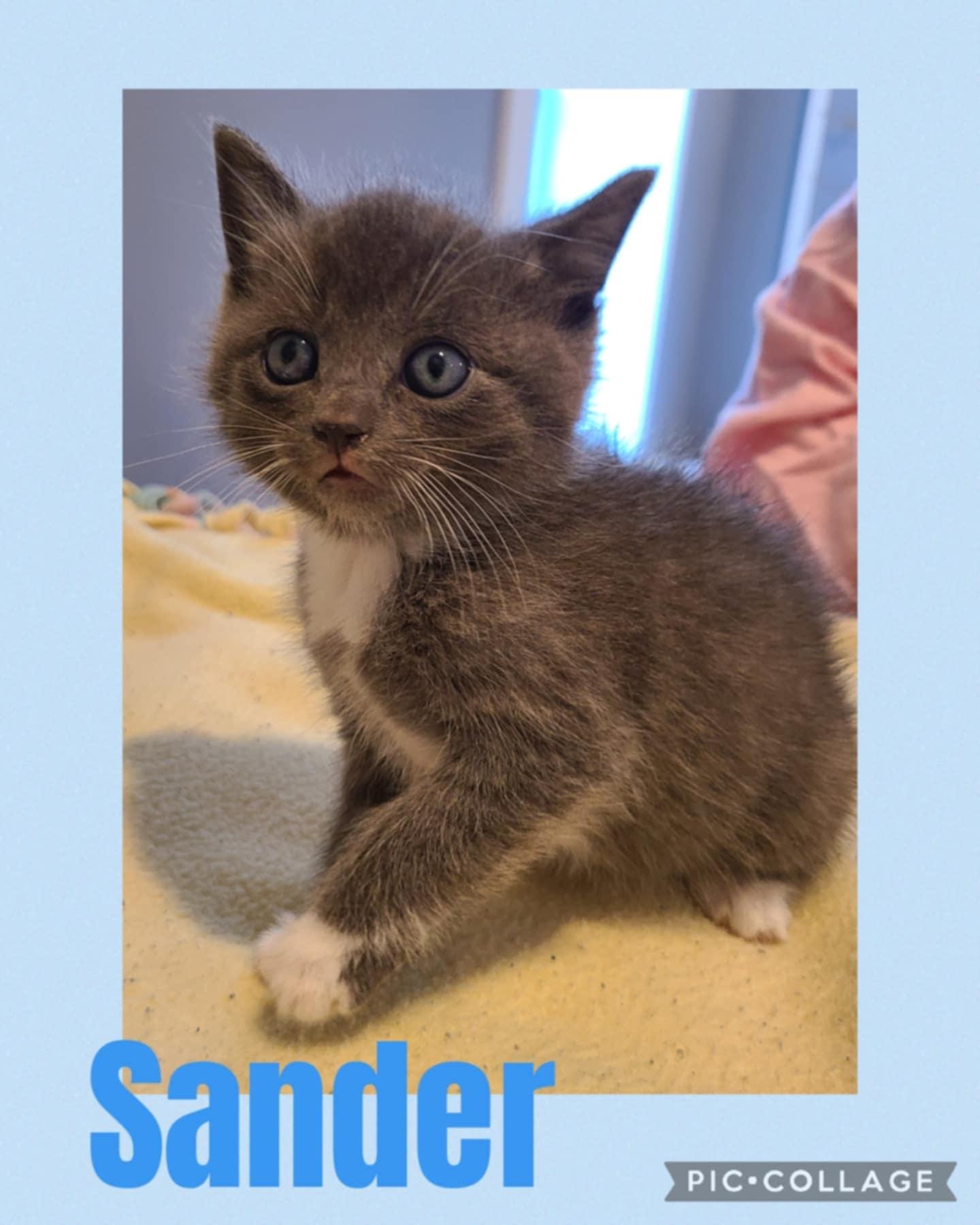 Sander, an adoptable Domestic Short Hair in St Stephen, NB, E3L 2X2 | Photo Image 2