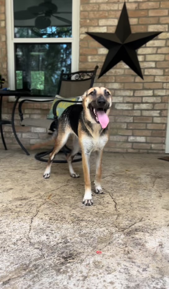 Dog for adoption Dolly, a German Shepherd Dog Mix in Grand Rapids, MI
