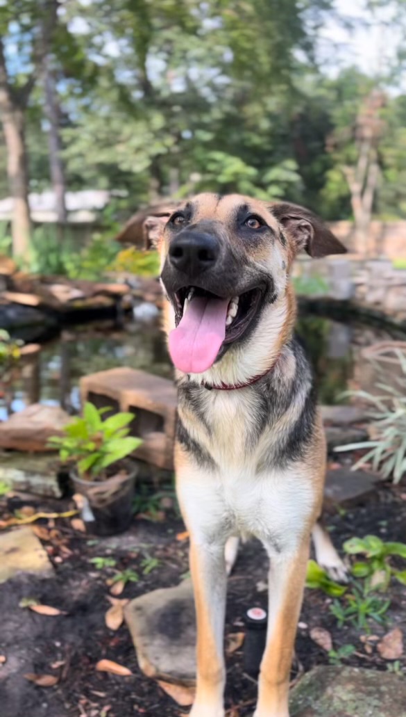 Dog for adoption Dolly, a German Shepherd Dog Mix in Grand Rapids, MI