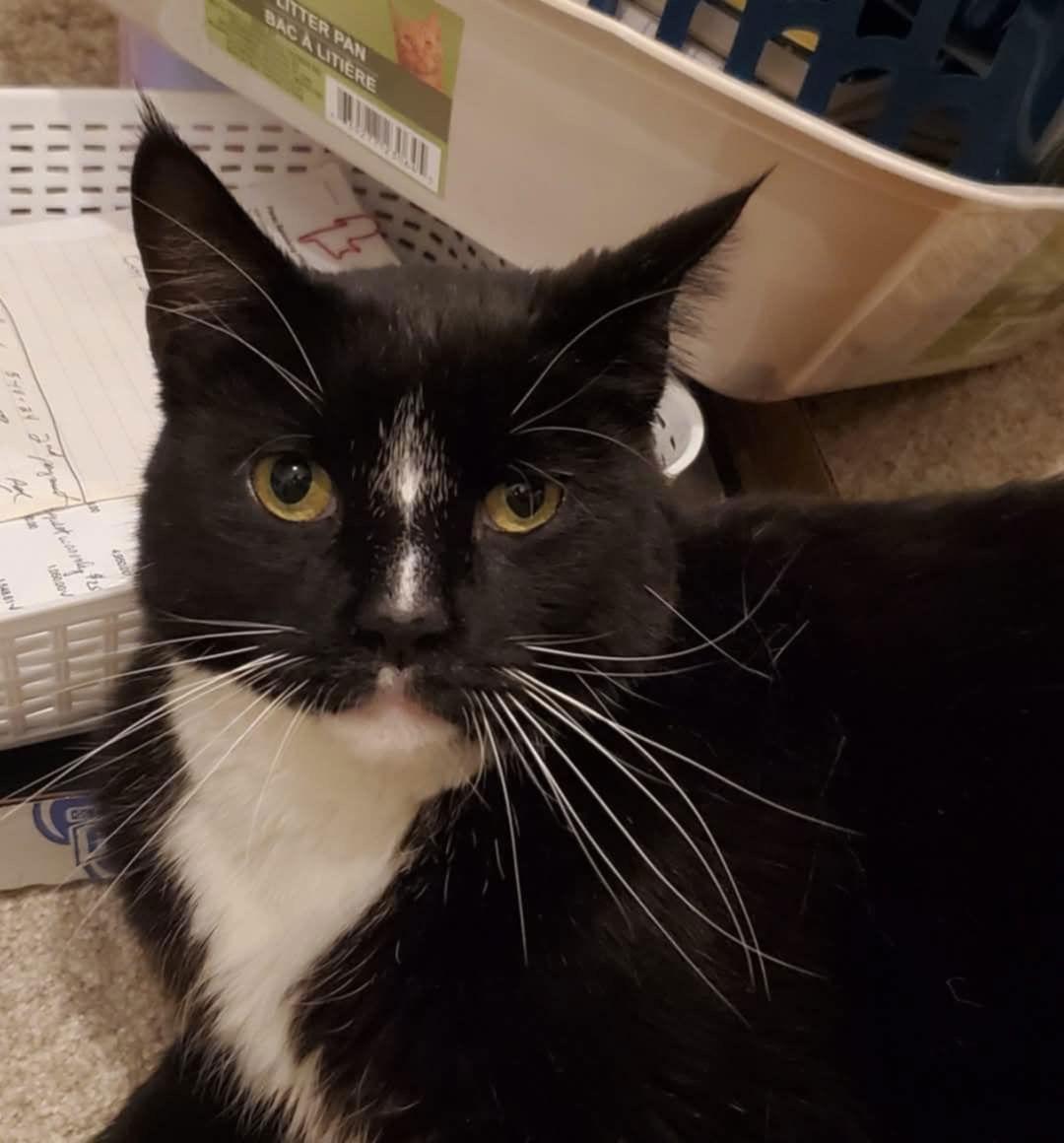 Enlarge Ozzie, a Adopted Domestic Medium Hair in Irving, TX image 1/2