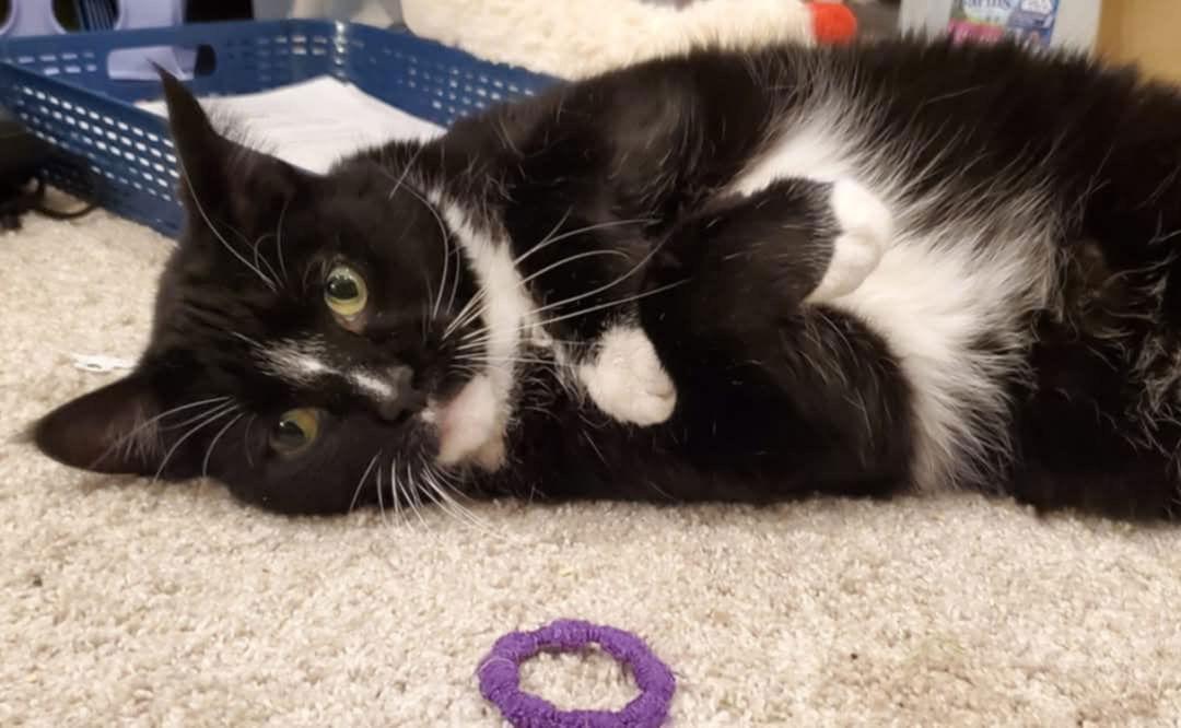 Enlarge Ozzie, a Adopted Domestic Medium Hair in Irving, TX image 2/2