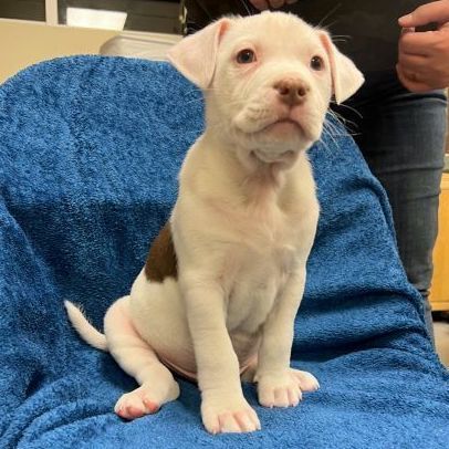 Chase/Brian, a Adoptable mixed breed in Murray, KY image 4/6