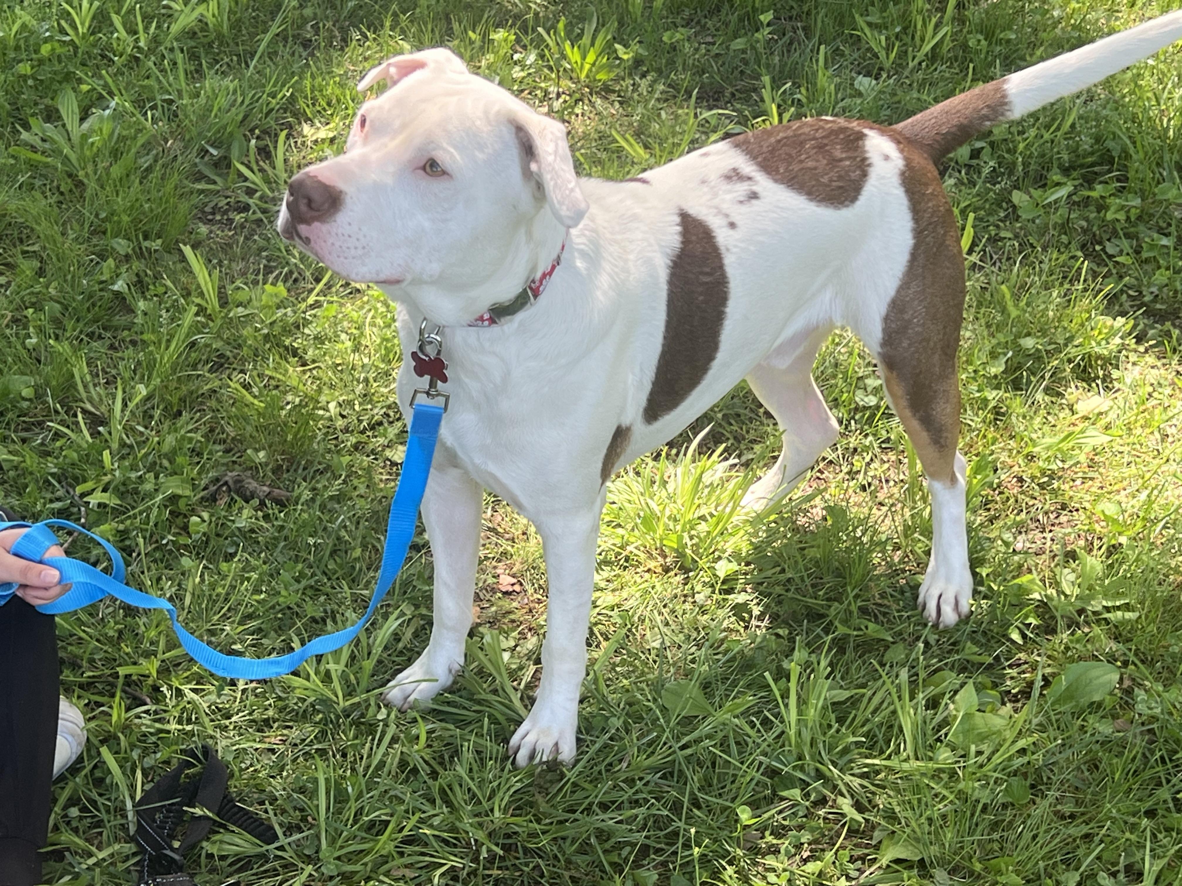 Chase, a Adoptable mixed breed in Murray, KY image 3/6